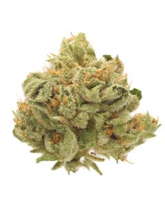 Beach Barbie strain from Goldflower in Florida