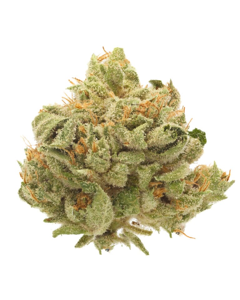 Beach Barbie strain from Goldflower in Florida