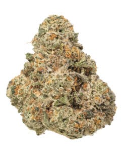 Blue Lobster strain flower from Curaleaf in Florida