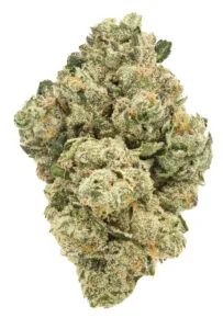 New Yorker strain from The Flowery in Florida