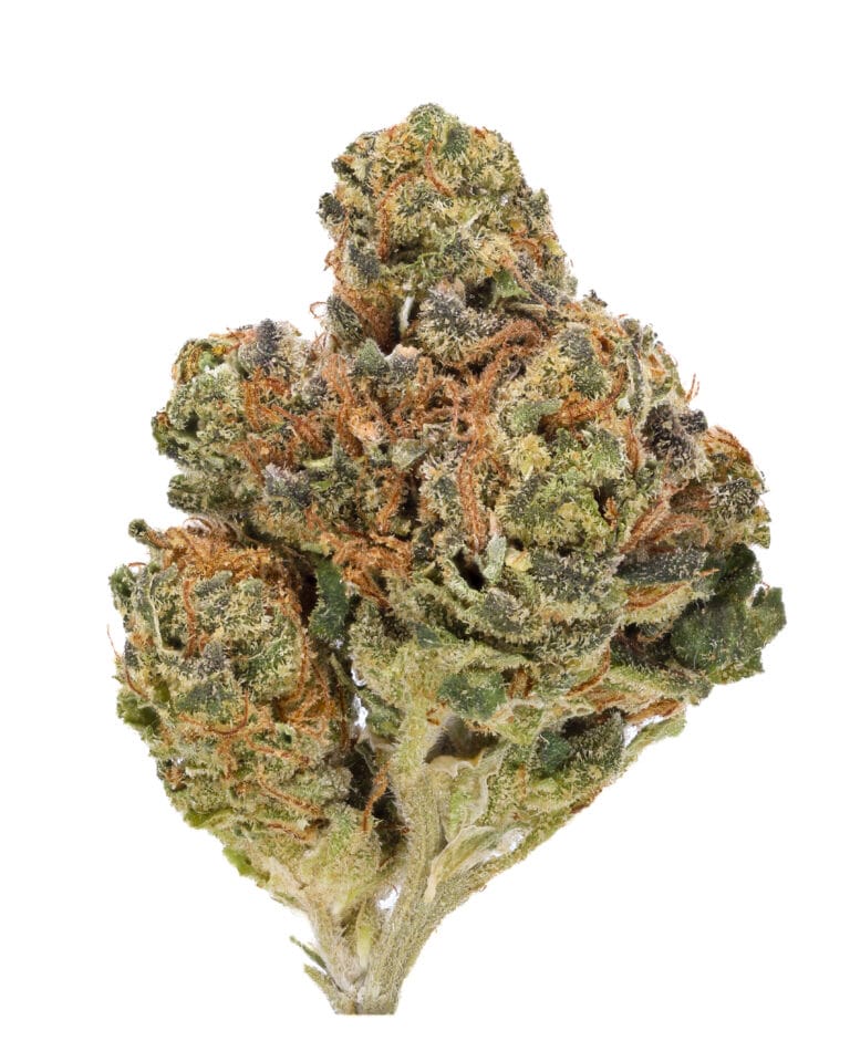 Lemon Pastries flower by Planet 13 showing bright green buds with frosty trichomes