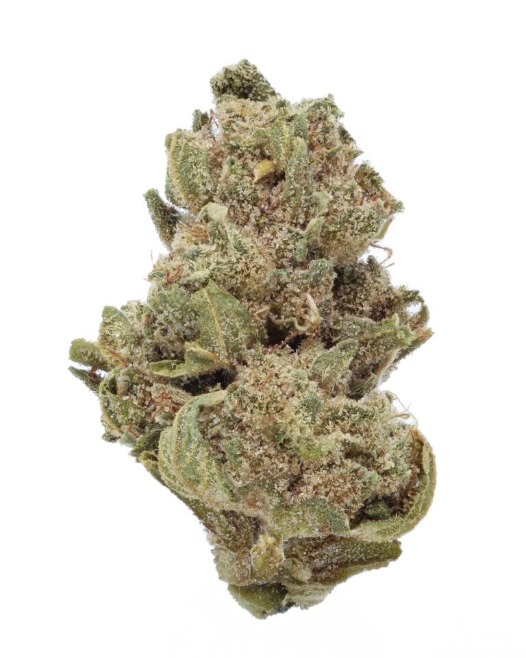 Prodigy Tier 2 flower by Planet 13 showing small popcorn buds