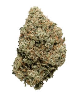 Forza premium flower by Cookies grown by Shauncron hybrid cannabis strain