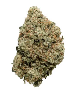 Forza premium flower by Cookies grown by Shauncron hybrid cannabis strain