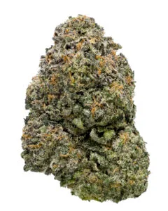 Gunpowder flower by Cookies Orlando showing dense trichome coverage