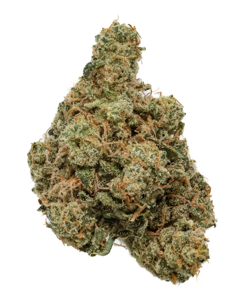 Lemon Sherbet #3 flower by Cookies Florida