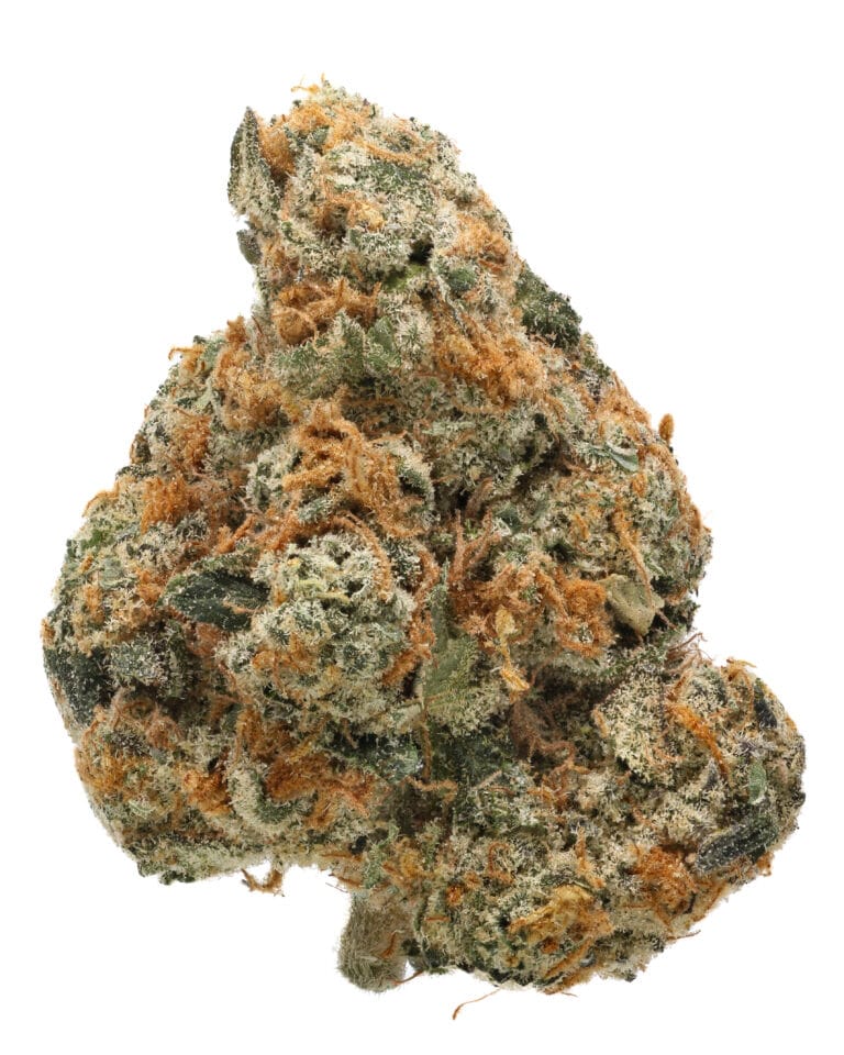 Panther Piss premium flower by Cookies hybrid cannabis strain
