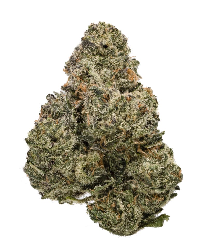 Prickly Pear by Turtle Pie Co available at Cookies is a hybrid cannabis strain testing at 26.8% THC. This premium flower offers a gassy earthy aroma with fruity and floral lavender notes and delivers relaxing body effects with a noticeable mood boost. Featured on FloridaStrainRegistry.org.