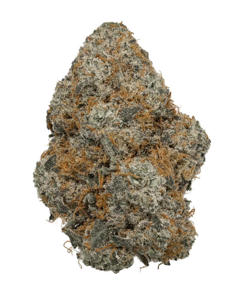 Cheddar Cheeze flower by Curaleaf