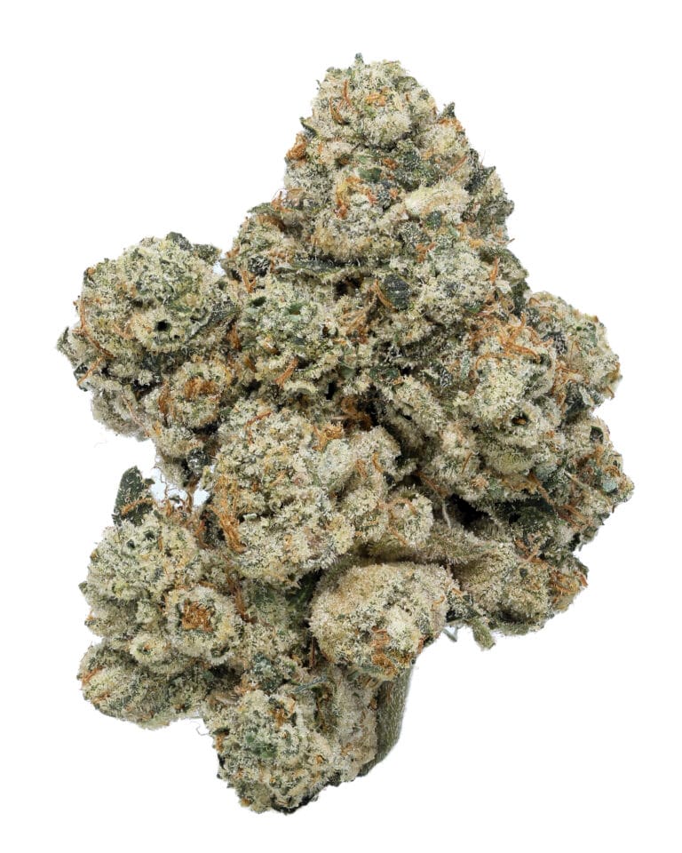 G-Ride Jungle Boys premium flower