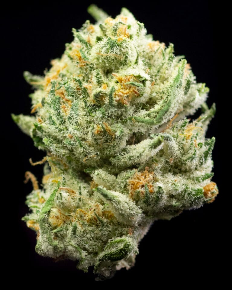 Double Stuffed flower from Sunburn with frosty green buds, orange pistils, sticky resin, and heavy trichome coverage