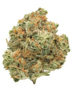 Frozen Papaya flower from Insa with frosty green buds, orange pistils, and tropical papaya strain profile