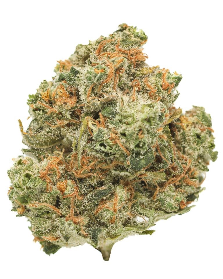 Frozen Papaya flower from Insa with frosty green buds, orange pistils, and tropical papaya strain profile