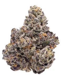Sour Perm #37 flower by The Flowery with dense green buds, purple accents and visible trichomes