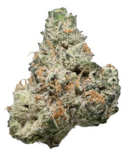 Cream Soda flower by Sunshine State at GrowHealthy