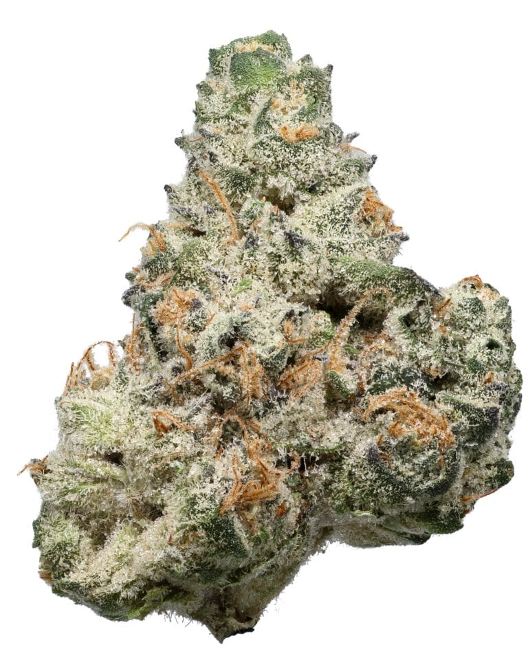 Cream Soda flower by Sunshine State at GrowHealthy