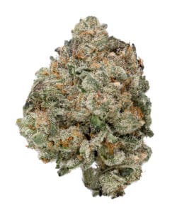 K' Smores flower from Goldflower with dense frosted buds, bright orange pistils, and Lion Order branding
