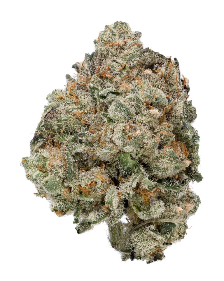 K' Smores flower from Goldflower with dense frosted buds, bright orange pistils, and Lion Order branding