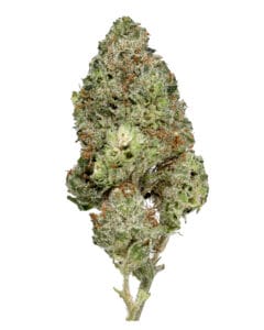 Monkey Runtz flower by Sunshine State at GrowHealthy
