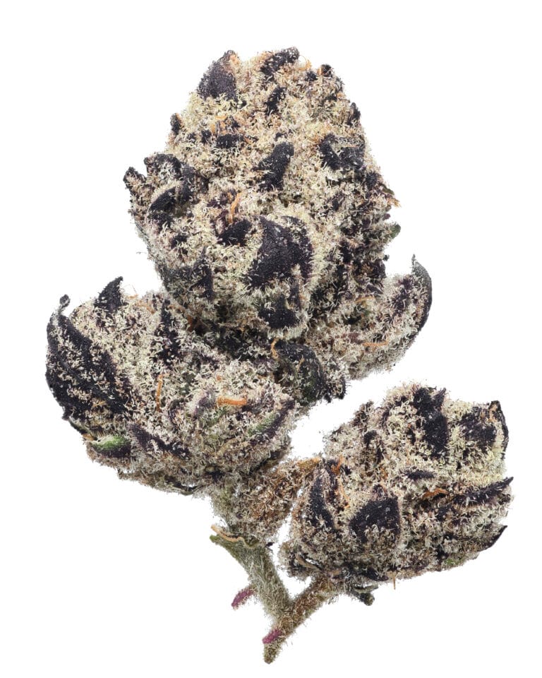 Blue Lobster GrapeLyfe Pheno #1 flower at Goldflower