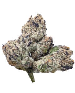 Blue Lobster GrapeLyfe Pheno #3 flower at Goldflower