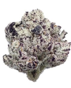 Blue Lobster GrapeLyfe Pheno #5 flower at Goldflower