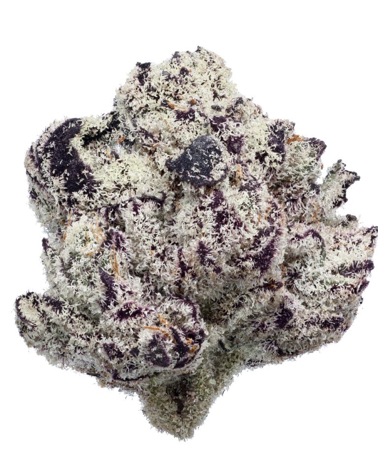 Blue Lobster GrapeLyfe Pheno #5 flower at Goldflower