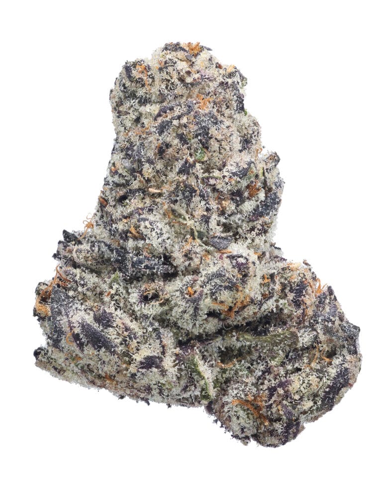 Blue Lobster Zangria Pheno #1 flower at Goldflower