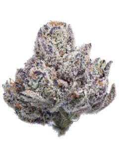 Blue Lobster Zangria Pheno #2 flower at Goldflower
