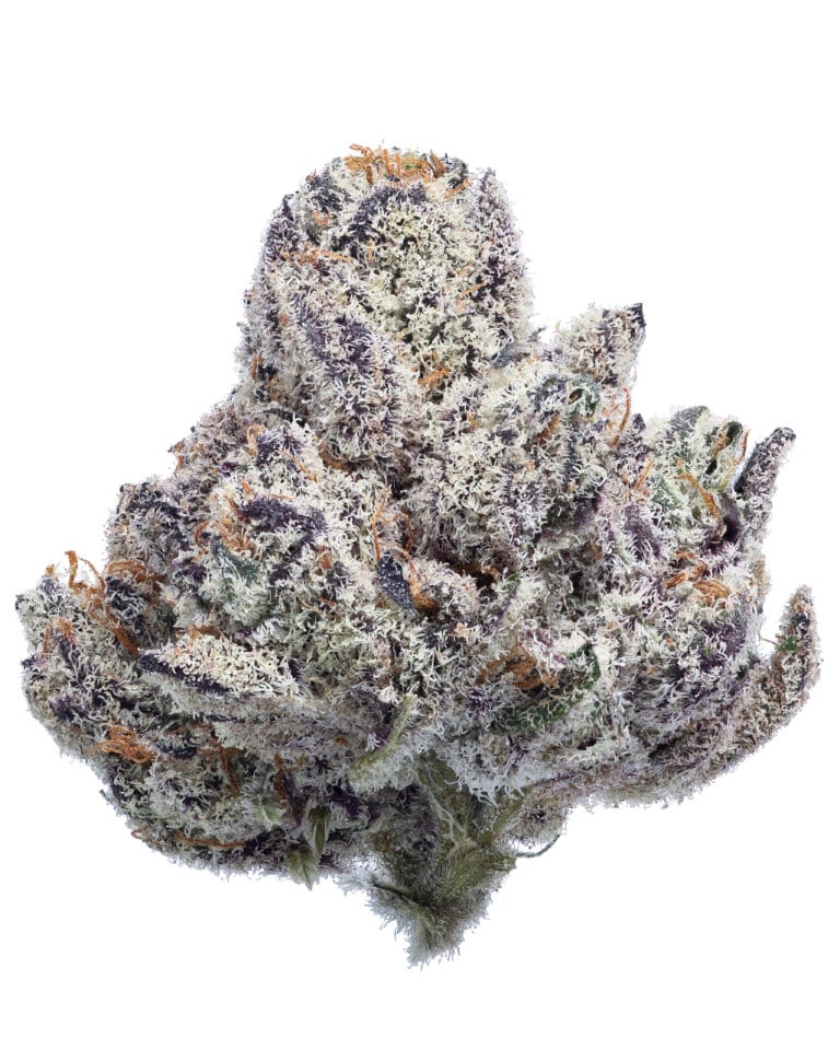 Blue Lobster Zangria Pheno #2 flower at Goldflower