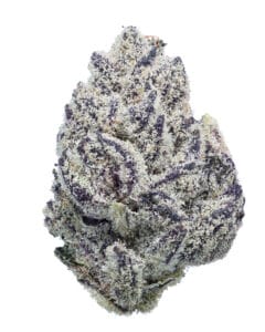 Blue Lobster Zangria Pheno #4 flower at Goldflower