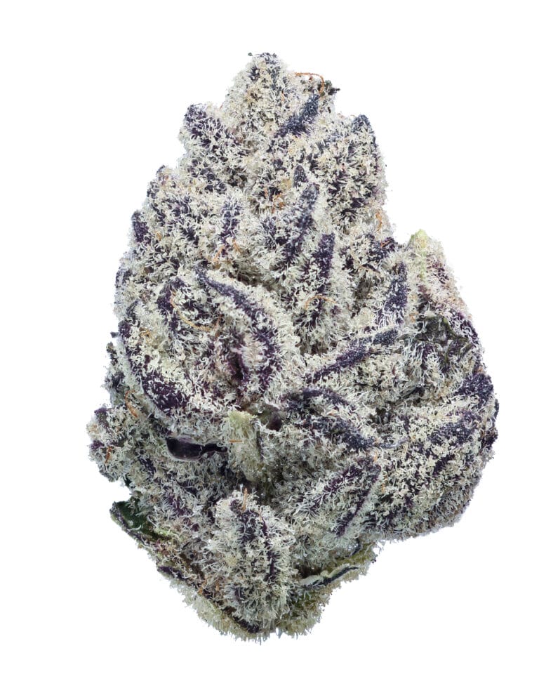 Blue Lobster Zangria Pheno #4 flower at Goldflower