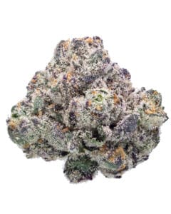 Blue Lobster Zangria Pheno #5 flower at Goldflower