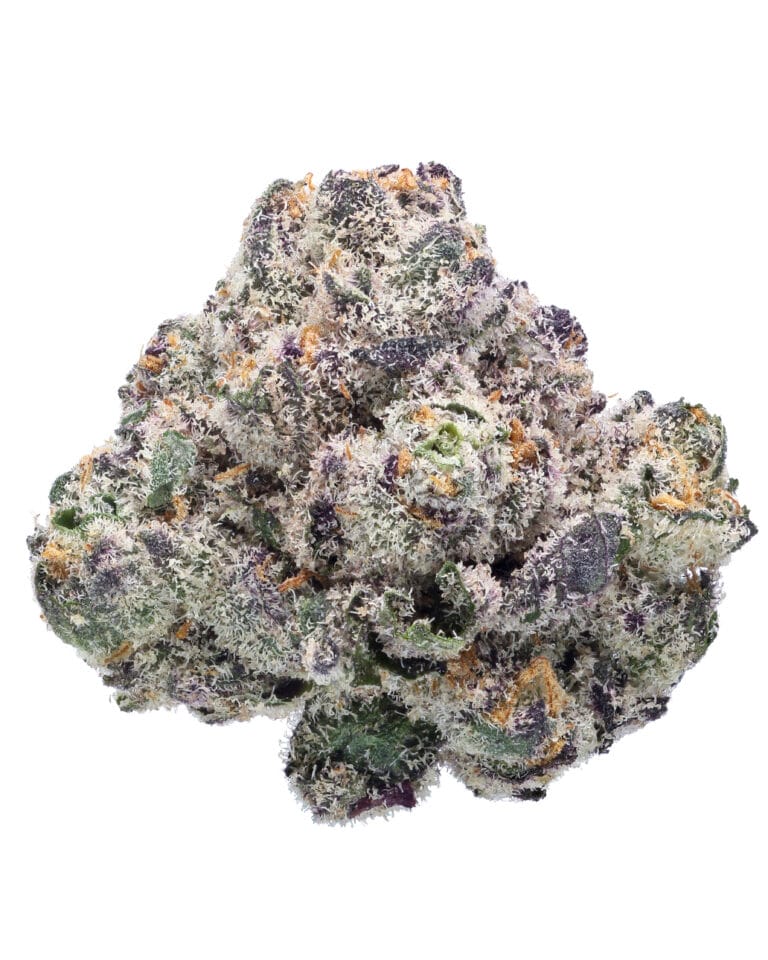 Blue Lobster Zangria Pheno #5 flower at Goldflower