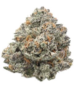 Forever FumeZ Pheno #6 Batch 2 flower at Goldflower