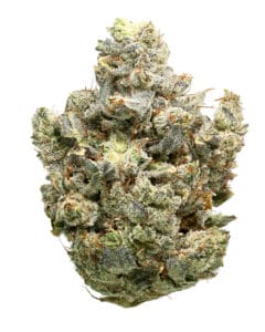 Gorilla Glue #4 flower at Cookies
