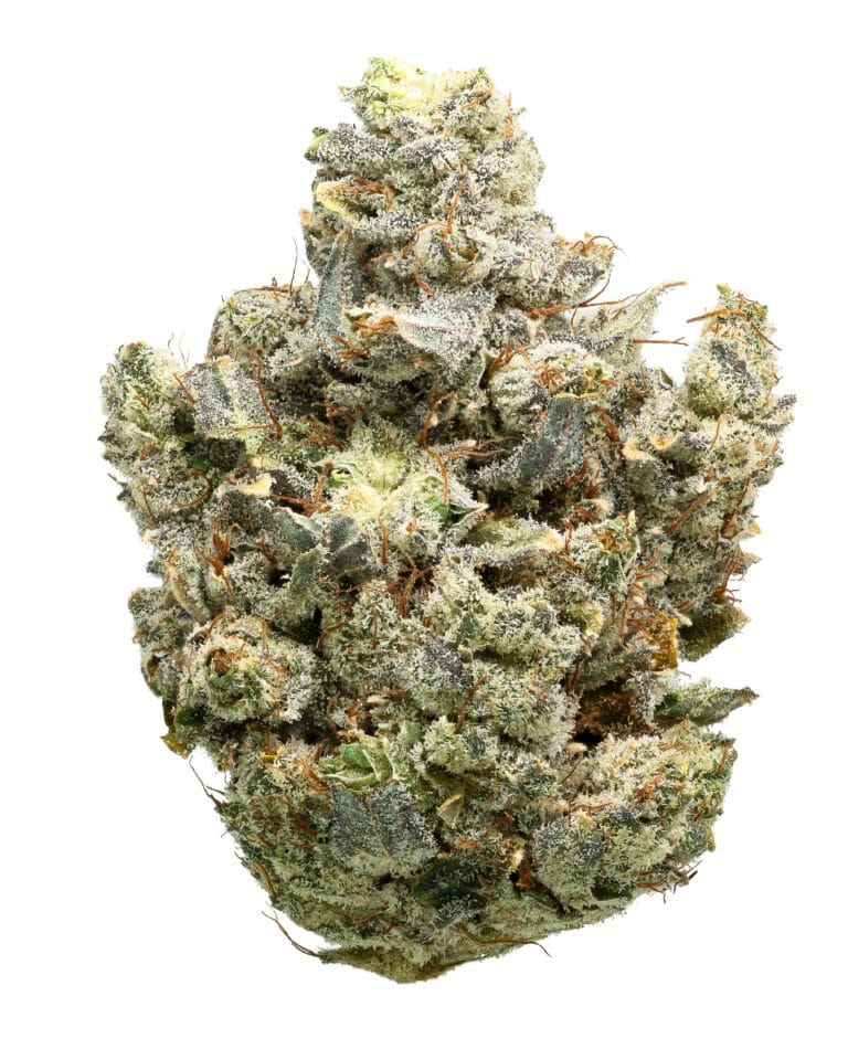 Gorilla Glue #4 flower at Cookies