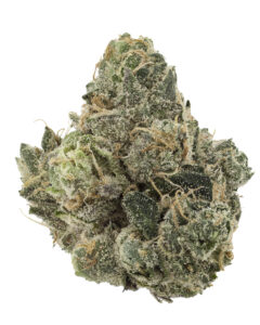 Neon Mango from Shauncron at Cookies Florida