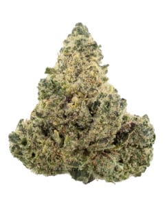 Orangutan from Heavyweight Heads at Goldflower